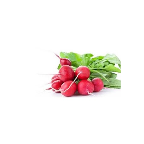 Radis rond rouge