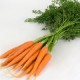 carottes nouvelles botte