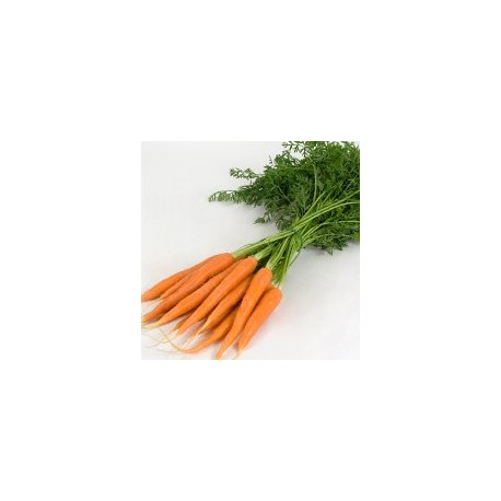 carottes nouvelles botte