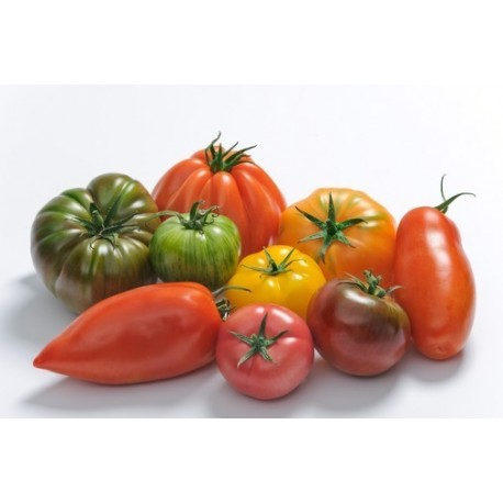 tomates, variétés anciennes en mélange, 4€/kg