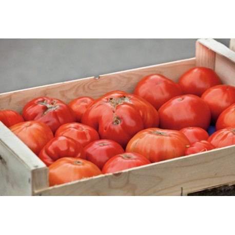 Tomate pour coulis (par 5Kg)